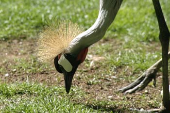 Grulla coronada cuelligris (Balearica regulorum)