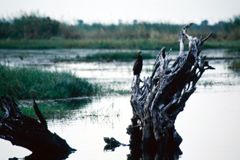 Anhinga, Botswana