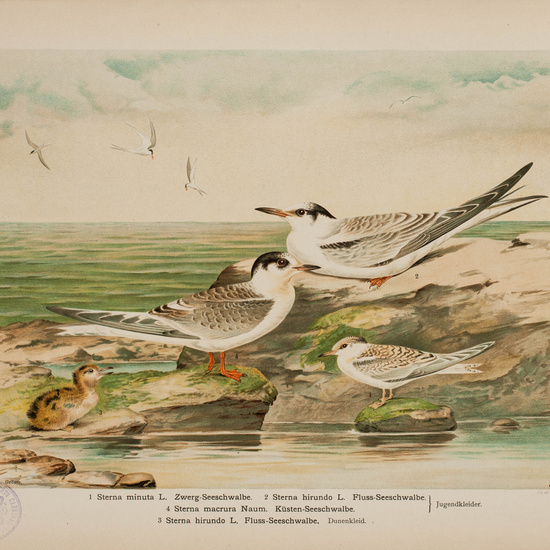 IES_CARDENALCISNEROS_AVES_LAMINAS_105