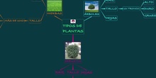 PRIMARIA - 1º - TIPOS DE PLANTAS SEGÚN SU TAMAÑO - CIENCIAS NATURALES 