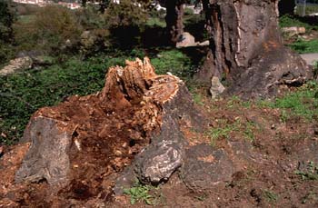 Alcornoque - Tocón (Quercus suber)