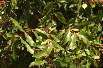 Cornicabra ó terebinto (Pistacia terebinthus)