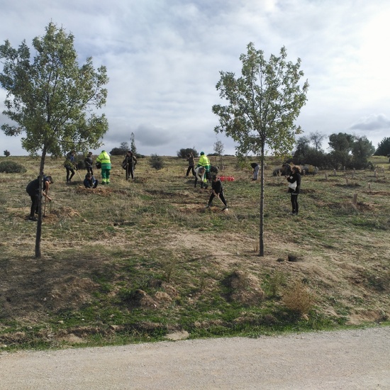 Plantación en el parque forestal de Valdebebas 2019 2