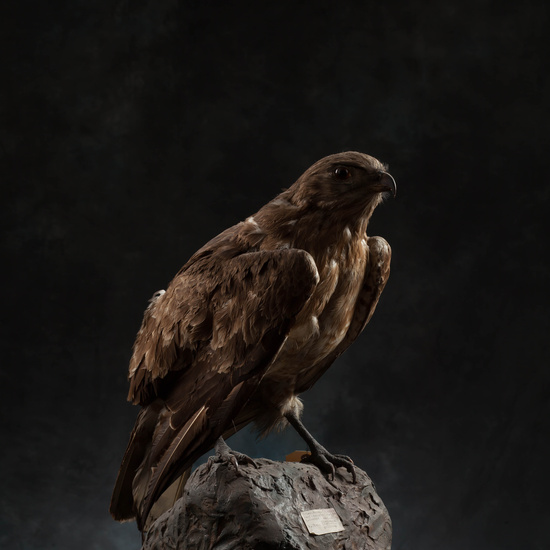 IES_SANISIDRO_MUSEO_Aves_178