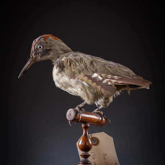 IES_SANISIDRO_MUSEO_Aves_045