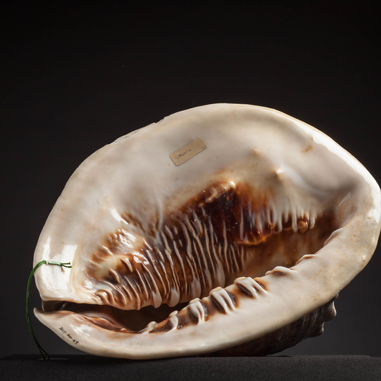 IES_CARDENALCISNEROS_CONCHAS_015