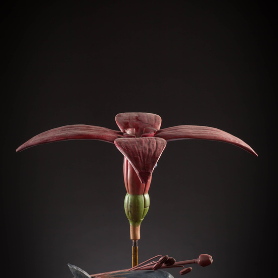 IES_CARDENALCISNEROS_BOTANICA_III_MODELOS_051