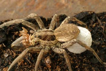 Araña lobo o tarántula (Lycosa radiata)