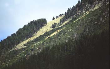 Pino negro - Bosque (Pinus uncinata)