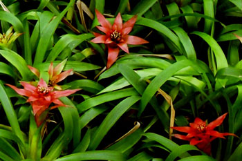 Flores de bromélia fasciada (Aechmea fasciata)