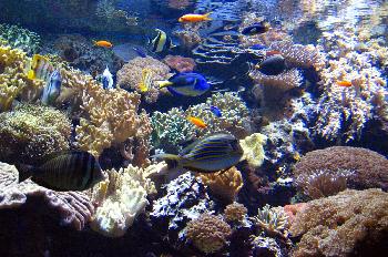 Peces, Expo´98, Lisboa, Portugal