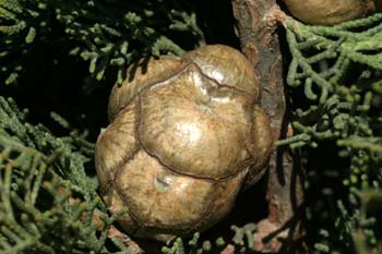 Ciprés - Piñas (Cupressus sempervivens)