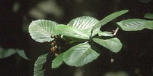 Pudio (Rhamnus alpina)