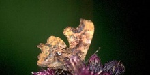C-blanca (Polygonia c-album)