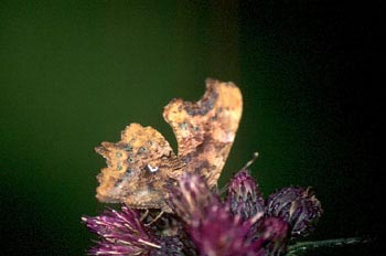 C-blanca (Polygonia c-album)