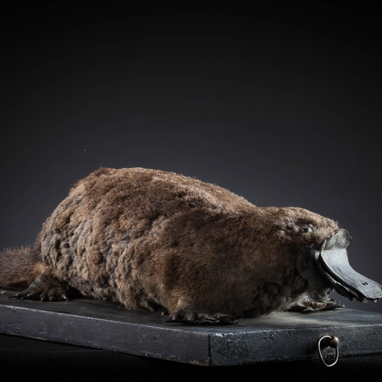 IES_SANISIDRO_MUSEO_Zoolgía_162