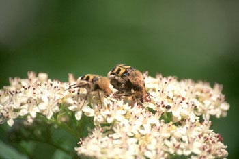 Cetónido avispa (Trichus fasciatus)