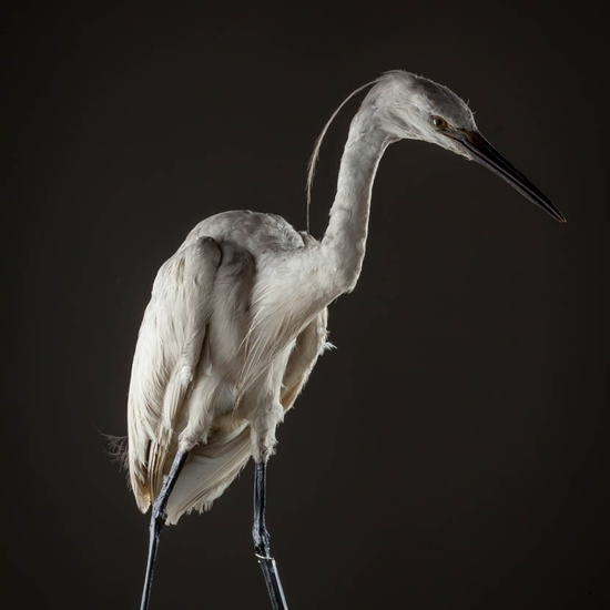 IES_ISABELLACATOLICA_BIOLOGIA_572