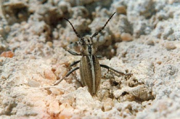 Longicornio zapador (Dorcadion bolivari)