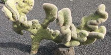 Cleistocactus buchtierrii