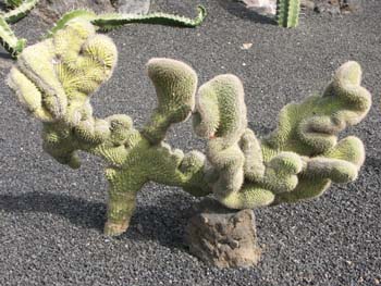 Cleistocactus buchtierrii