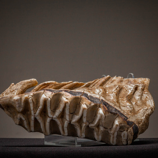 IES_ISABELLACATOLICA_BIOLOGIA_228