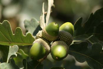 Rebollo / melojo - Bellota (Quercus pyrenaica)