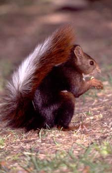 Ardilla roja (Sciurus vulgaris)