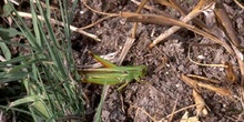 Saltamontes verde (Chorthippus parallelus)