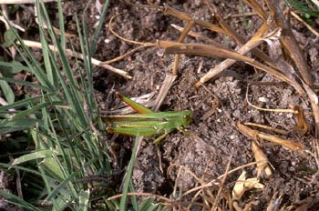 Saltamontes verde (Chorthippus parallelus)