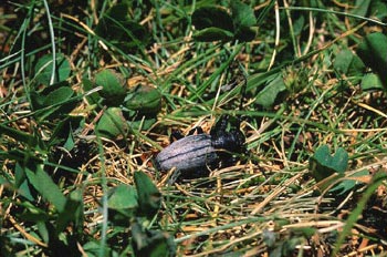 Longicornio zapador (Dorcadion fuliginator)