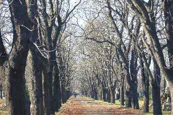 árboles en el paseo del Cementerio de Kerepesi, Budapest, Hungrí
