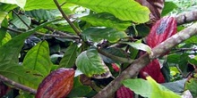 Planta de cacao, Ecuador