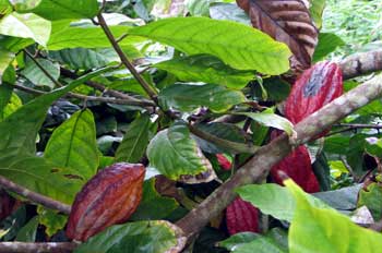 Planta de cacao, Ecuador