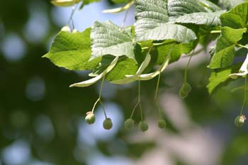 Tilo común - Fruto (Tilia platyphyllos)