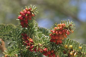 Abeto pinsapo - Flores masc. (Abies pinsapo)