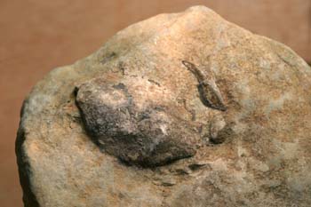 Portunites araucanus (Crustáceo) Oligoceno