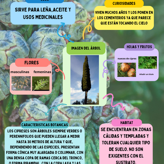 Árboles del Arci: CIPRÉS