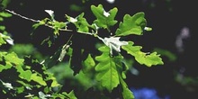 Roble albar - Hoja (Quercus petraea)