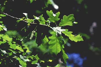 Roble albar - Hoja (Quercus petraea)