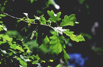 Roble albar - Hoja (Quercus petraea)