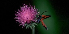 Zigena (Zygaena sp,)