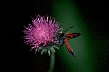 Zigena (Zygaena sp,)