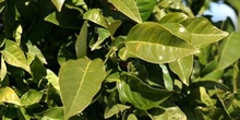 Naranjo amargo - Hojas (Citrus aurantium)
