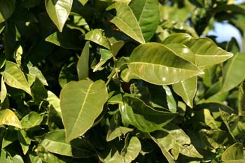 Naranjo amargo - Hojas (Citrus aurantium)
