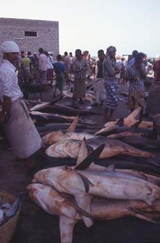 Capturas en el puerto de Hodeidah, Yemen