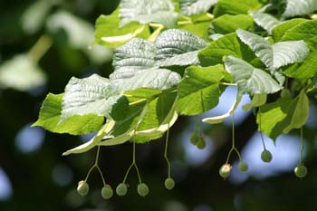 Tilo común - Fruto (Tilia platyphyllos)