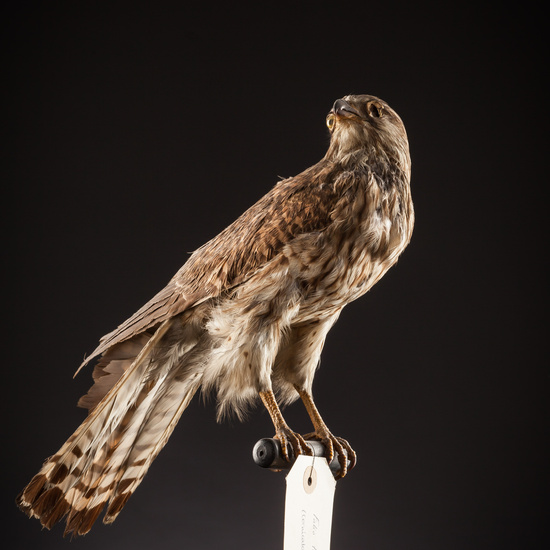 IES_SANISIDRO_BIOLOGIA_387