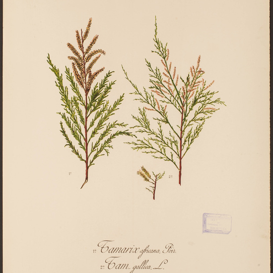 IES_CARDENALCISNEROS_HERBARIO_033