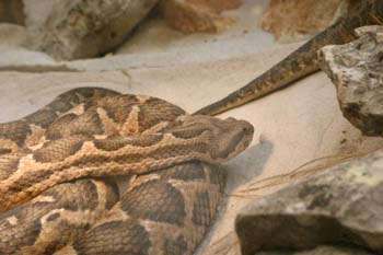 Serpiente (Serpéntido)